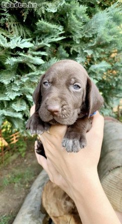 Rövidszőrű német vizsla kölykök eladóak