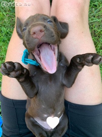 Rövidszőrű német vizsla kölykök eladóak