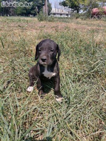 Német dogok keresik új gazdijukat