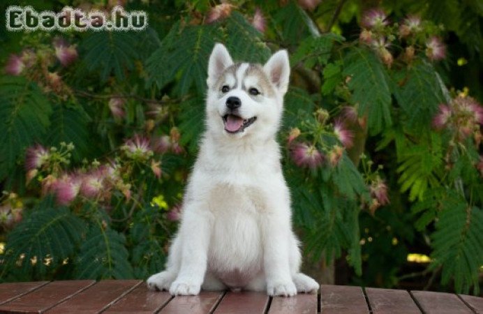 Szibériai Husky kiskutyák FCI törzskönyvvel