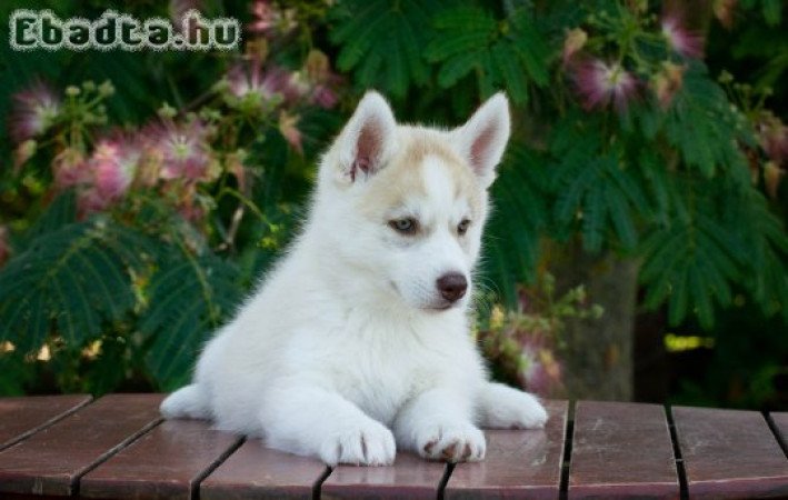 Szibériai Husky kiskutyák FCI törzskönyvvel