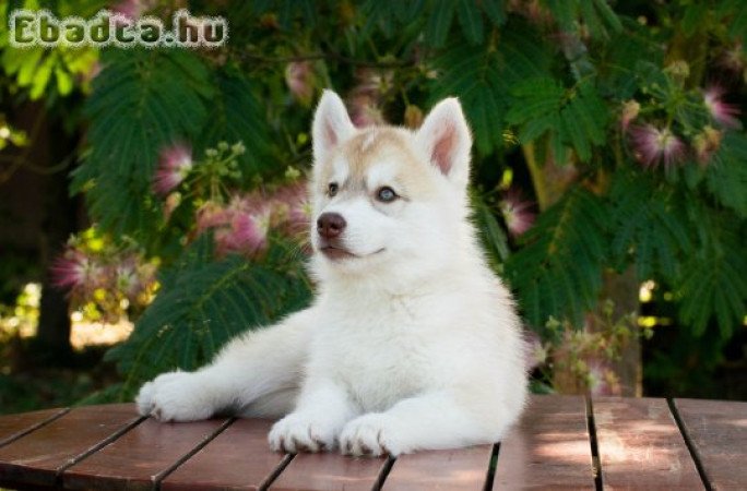 Szibériai Husky kiskutyák FCI törzskönyvvel