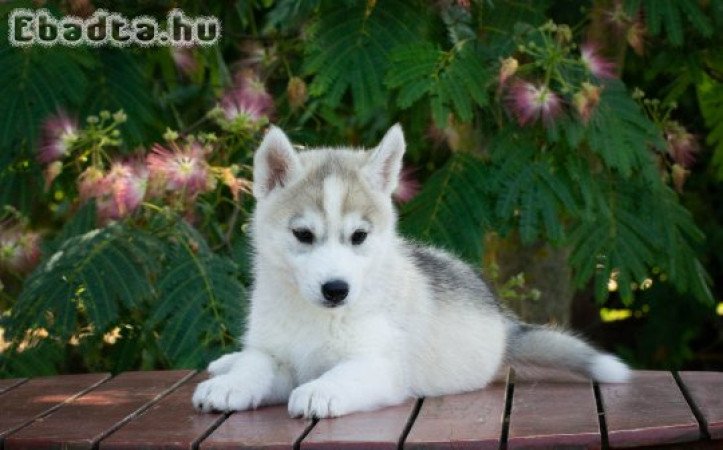 Szibériai Husky kiskutyák FCI törzskönyvvel