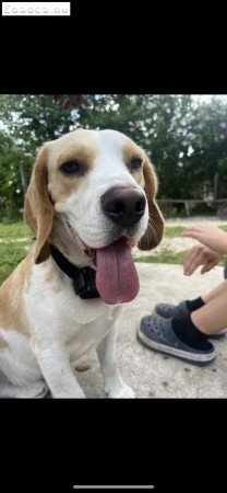 Beagle kan kutya ingyen elvihető