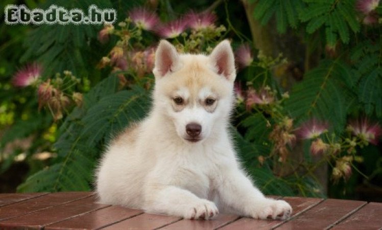 Szibériai Husky kiskutyák FCI törzskönyvvel