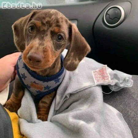 Mini dachshund puppy