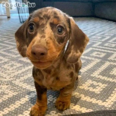 Mini dachshund puppy