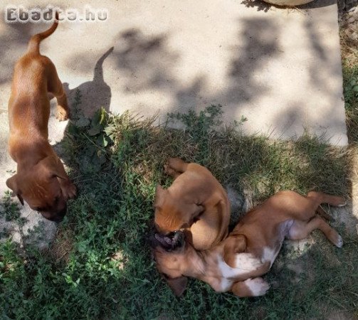 Rhodéziai ridgeback kölykök