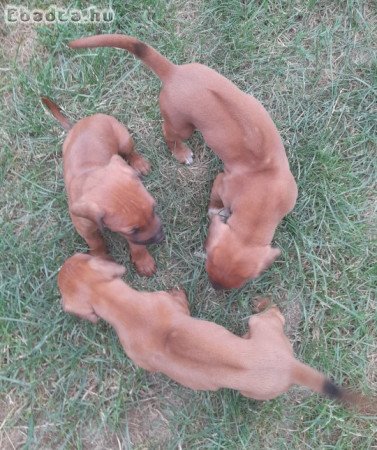 Rhodéziai ridgeback kölykök