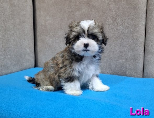 Bichon havanese