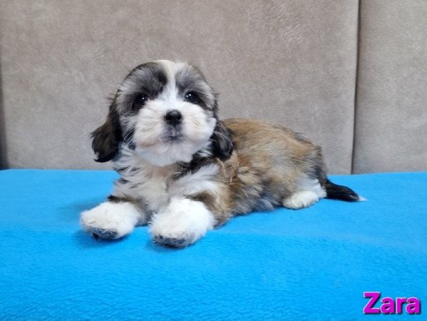 Bichon havanese