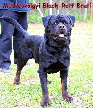 Rottweiler kiskutyák törzskönyvel elérhetőek!
