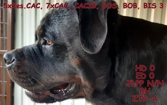 Rottweiler kiskutyák törzskönyvel elérhetőek!