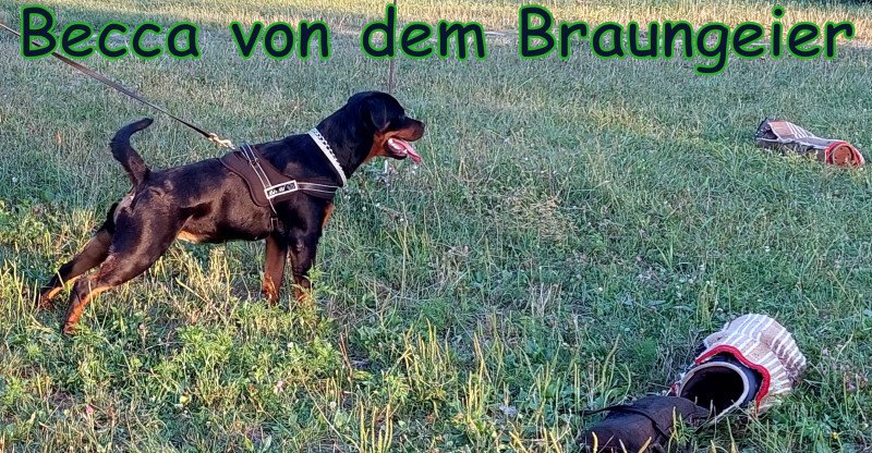 Rottweiler kiskutyák törzskönyvel elérhetőek!