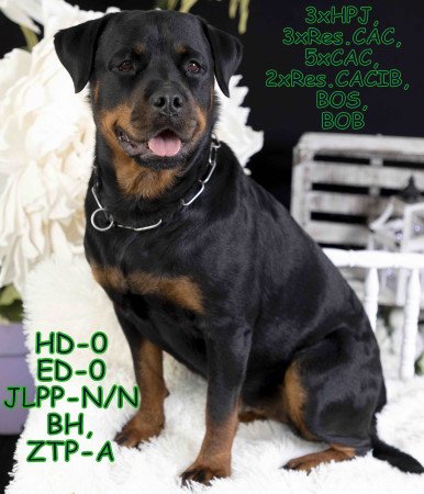 Rottweiler kiskutyák törzskönyvel elérhetőek!