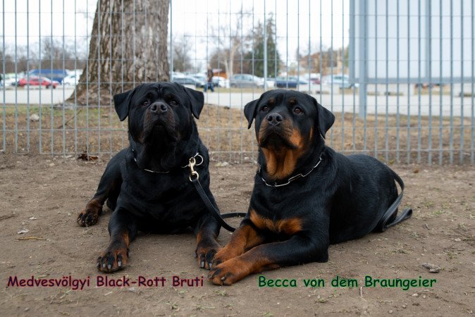 Rottweiler kiskutyák törzskönyvel elérhetőek!