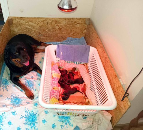 Rottweiler kiskutyák törzskönyvel elérhetőek!