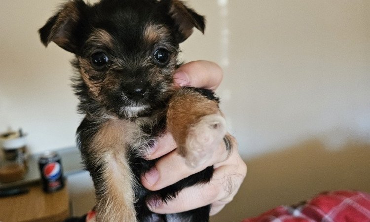 Yorkshire terrier Csivava