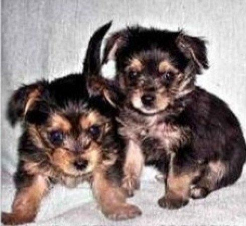 Yorkshire terrier Csivava