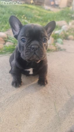 Eladó Francia bulldog fiú kölykök.