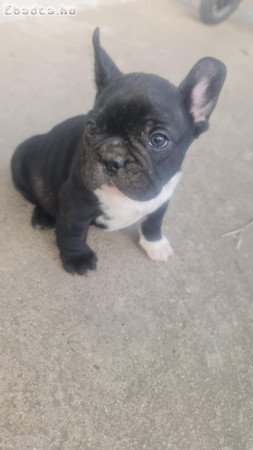 Eladó Francia bulldog fiú kölykök.