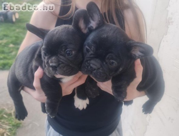 Eladó Francia bulldog fiú kölykök.