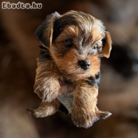 Gyönyörű kisfiú Yorki