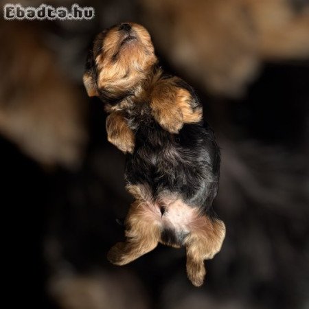 Gyönyörű kisfiú Yorki