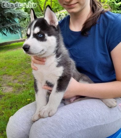 10 hetes husky kölykök