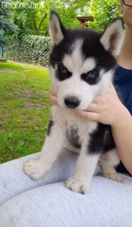 10 hetes husky kölykök