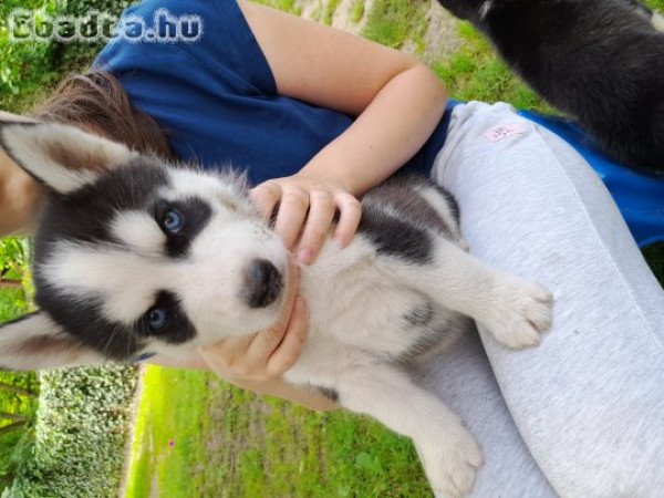 10 hetes husky kölykök