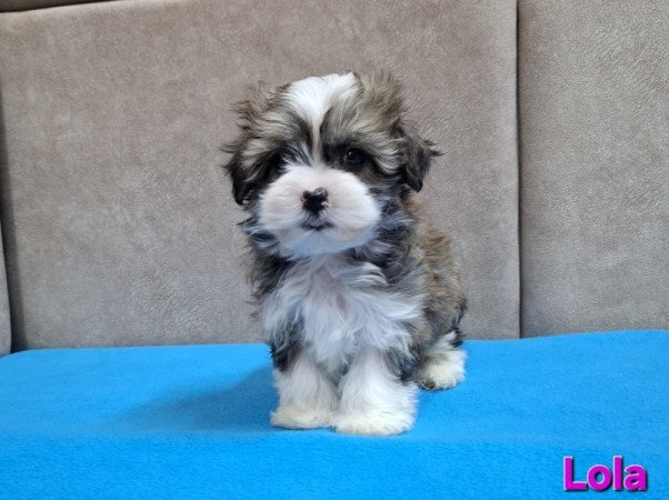 Bichon havanese