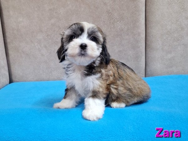 Bichon havanese