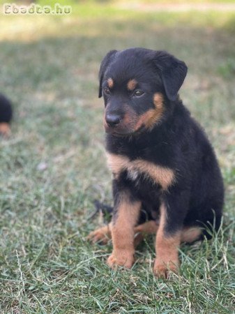 Rottweiler kölykök szerető gazdát keresnek