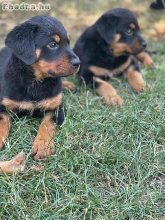 Rottweiler kölykök szerető gazdát keresnek