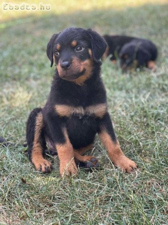 Rottweiler kölykök szerető gazdát keresnek