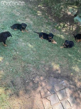 Rottweiler kölykök szerető gazdát keresnek