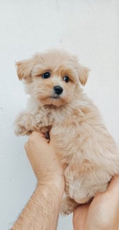 Maltipoo máltai selyem + uszkár