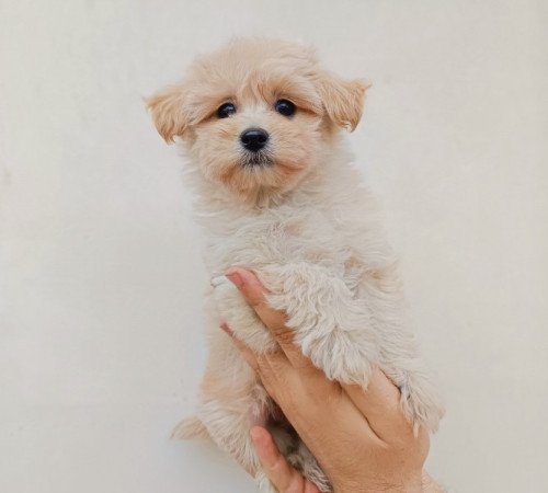 Maltipoo máltai selyem + uszkár