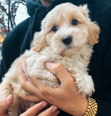 Maltipoo máltai selyem + uszkár