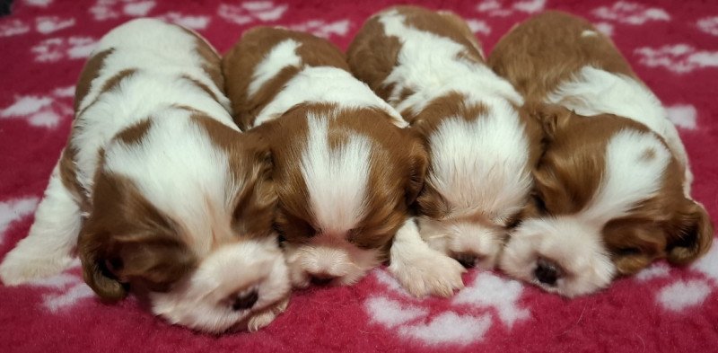 Cavalier King Charles spániel