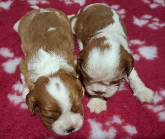 Cavalier King Charles spániel