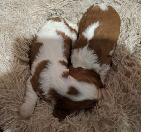 Cavalier King Charles spániel