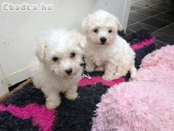 Bichon frise kölykök örökbefogadhatóak