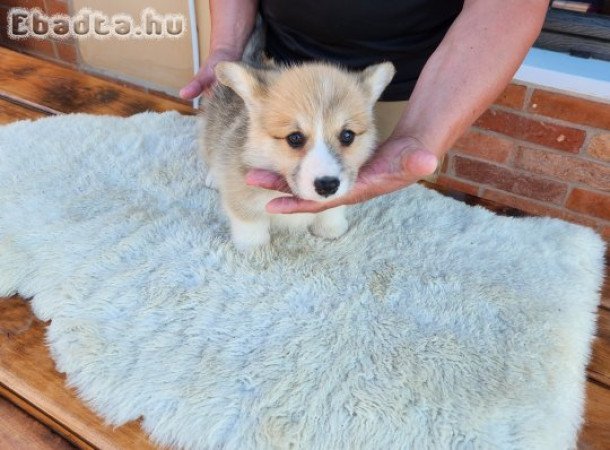 Eladó corgi kiskutyák