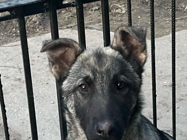 Német juhász németjuhász kölyök szállítással is