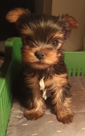 Yorkshire terrier