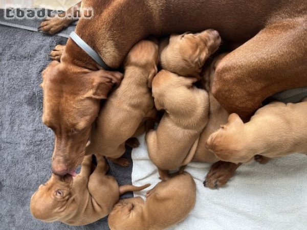 Magyar vizsla kölykök eladók