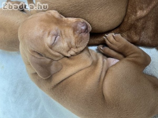 Magyar vizsla kölykök eladók