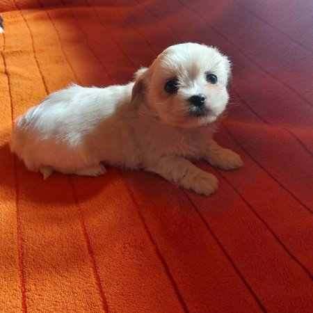 Bichon havanese